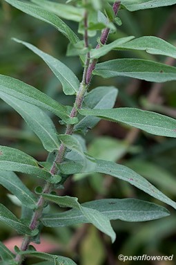 Leaves and stem